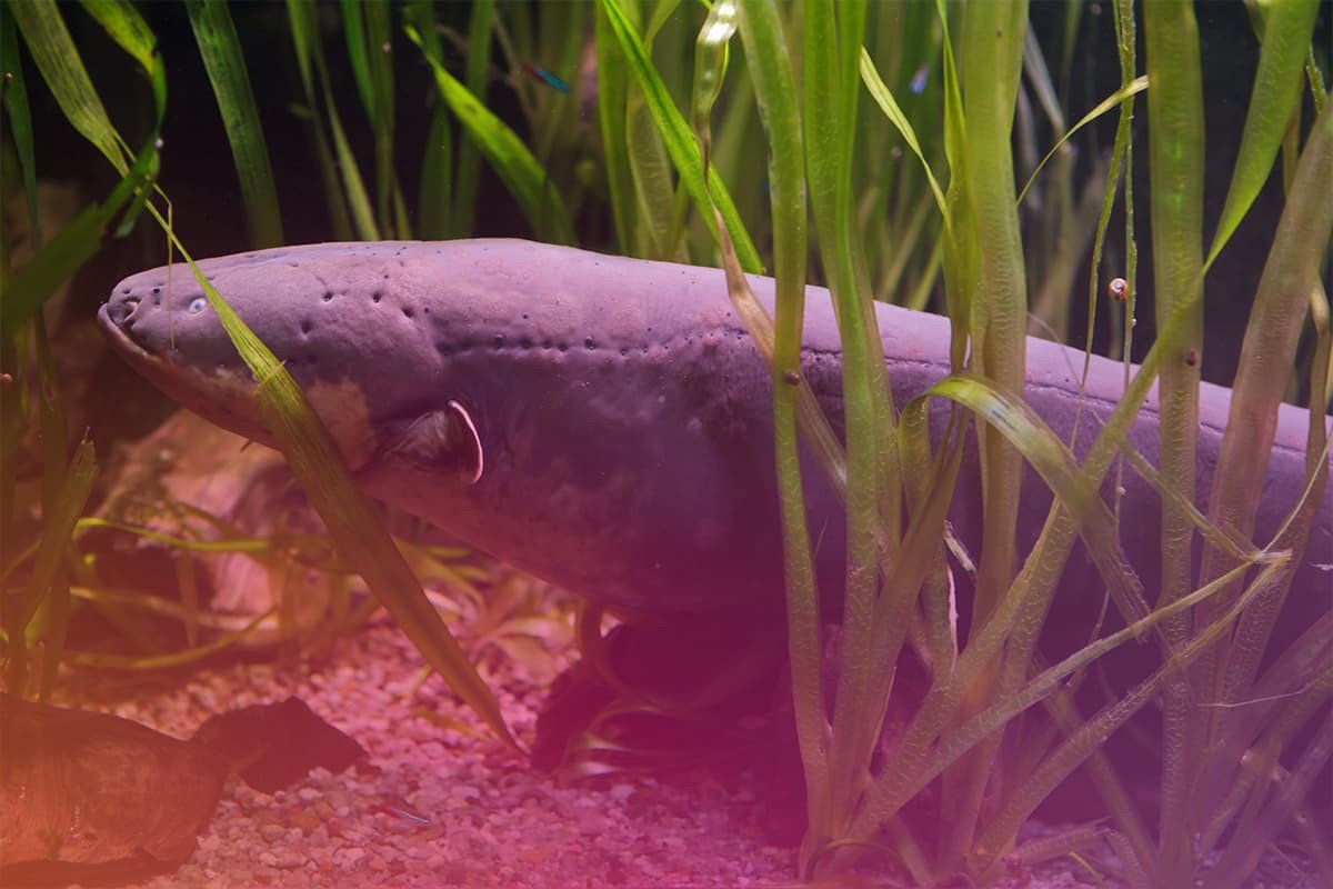 How Do Eels Generate Electricity Using Stacked Bio-Batteries?
